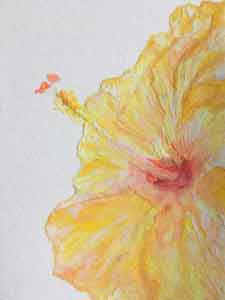 Hibiscus water color