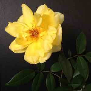Yellow Rose in open bloom