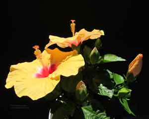 Two Hibiscus blooms and three buds