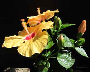 Two open Hibiscus blooms and four buds
