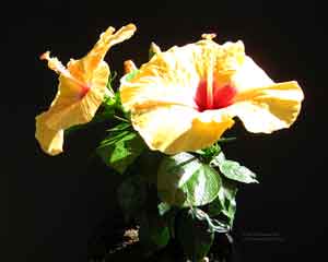 Two Hibiscus flowers and two buds