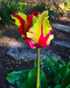 Yellow and red fringed Tulip