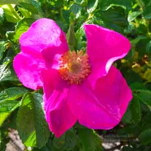 Single wild rose bloom in bold pink