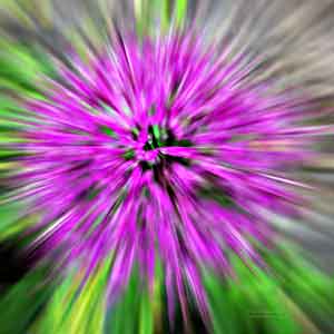 Allium distorted into an explosion