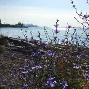 Wildflowers on the beach with Toronto in distance