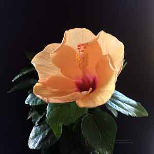 Single orange hibiscus