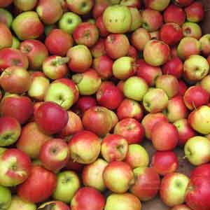 A big pile of red apples