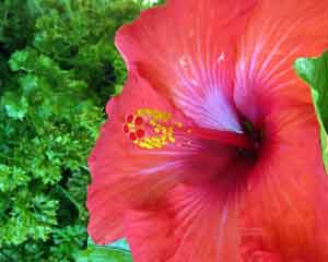Red Hibiscus flower close-up