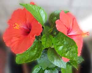Two red Hibiscus flowers